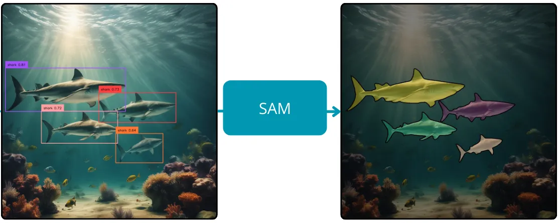 Underwater image with four sharks: on the left with detected bounding boxes, on the right segmented in colour after the SAM step